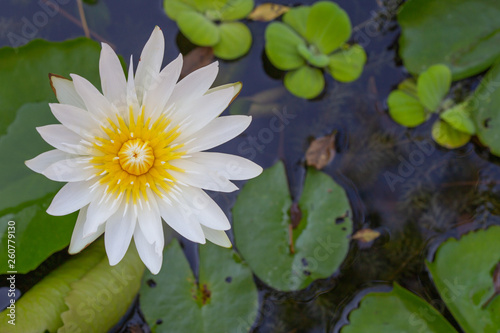 White lotus