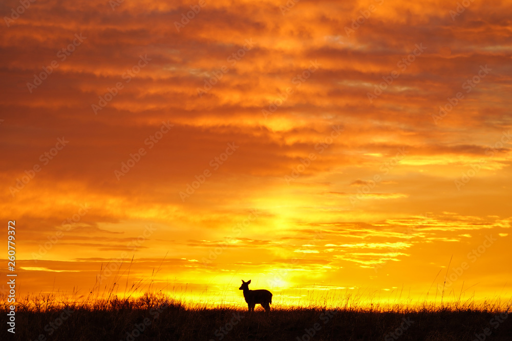 Deer Sunrise