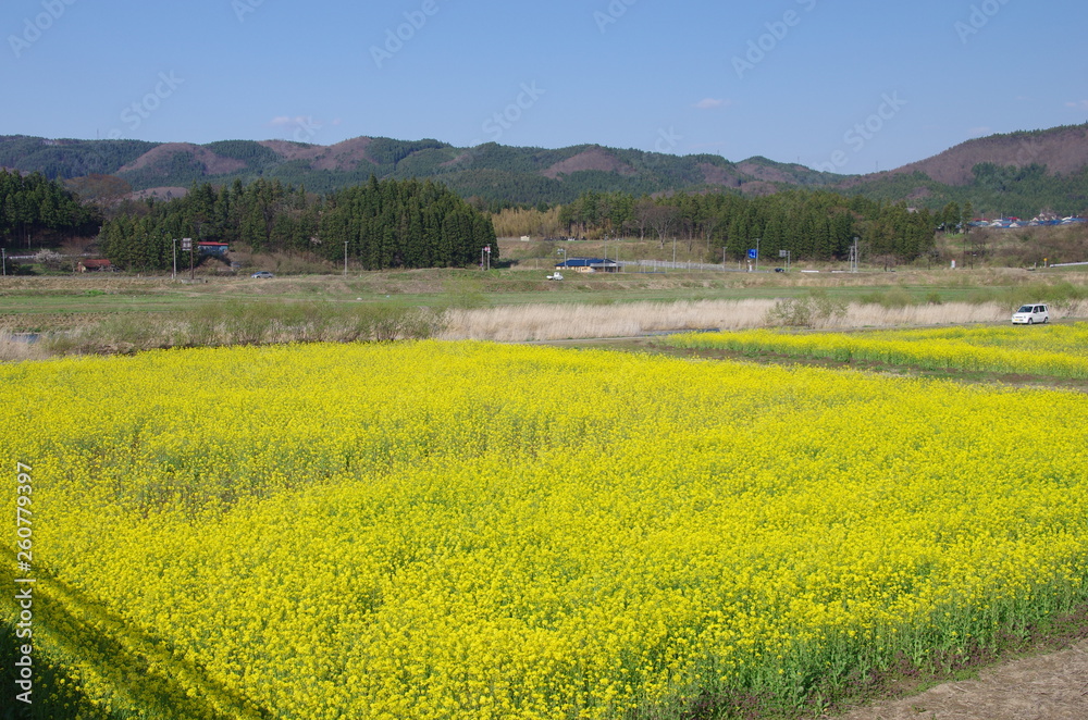 canola flower in japan fukushima
