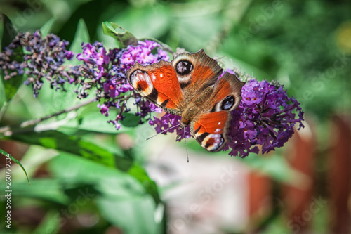 butterfly bush, Buddleia davidii in the garden and a butterfly