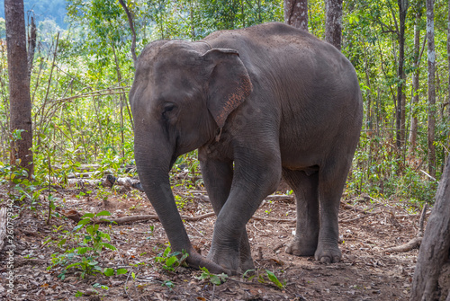 Elephant in the forest