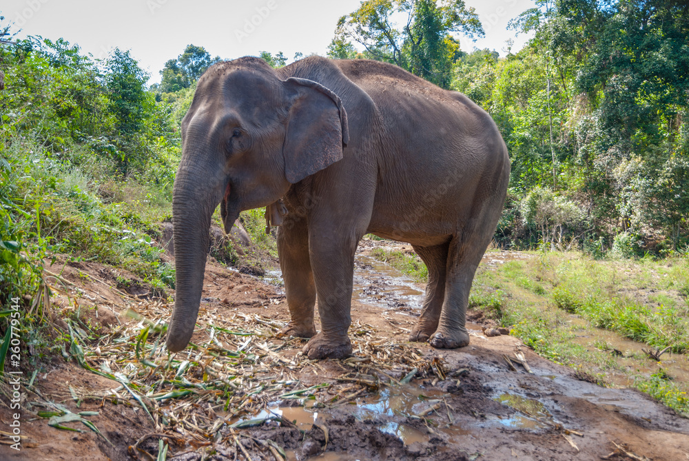 Adult female asian elephant
