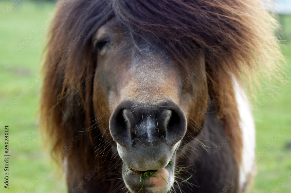 Naklejka premium Shetland Pony frisst Gras
