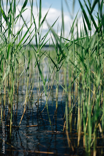 green reed in the lake