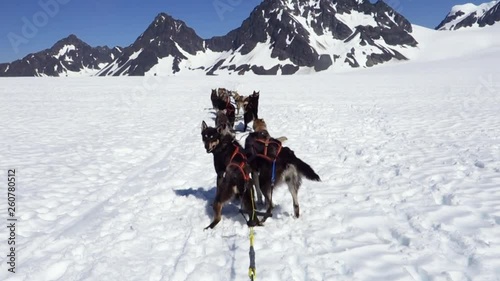 Group of sled dogs lined up and ready to leave on an expedition in Kenai, Alaska photo