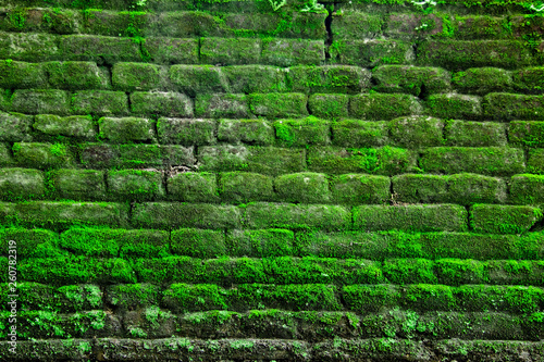 brick wall texture and background covered by moss with morning light