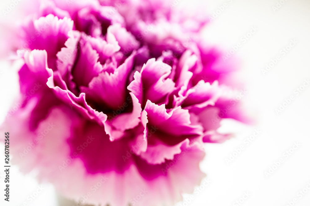 Fuchsia Colored Carnation Flower