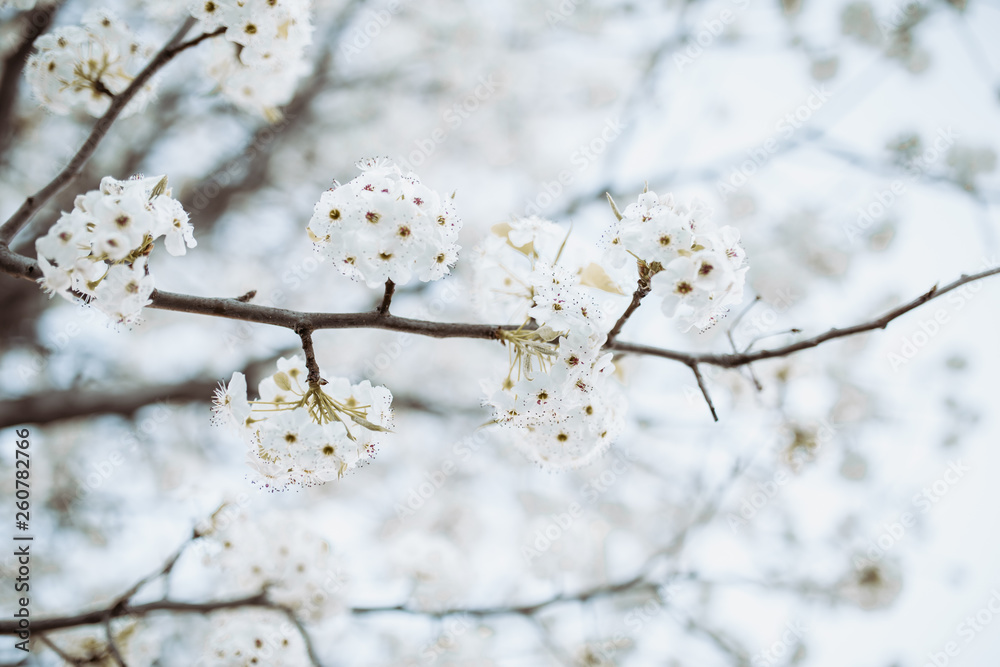 branch with white flowers tree in spring branch with white flowers tree in spring