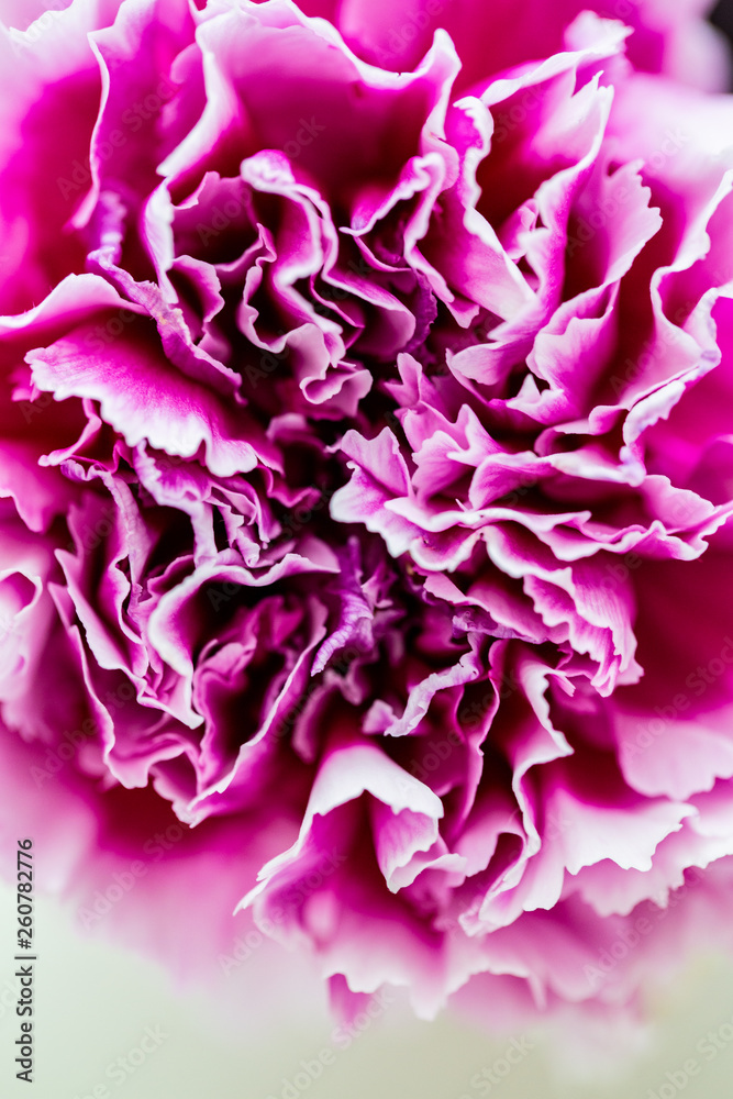 Fuchsia Colored Carnation Flower