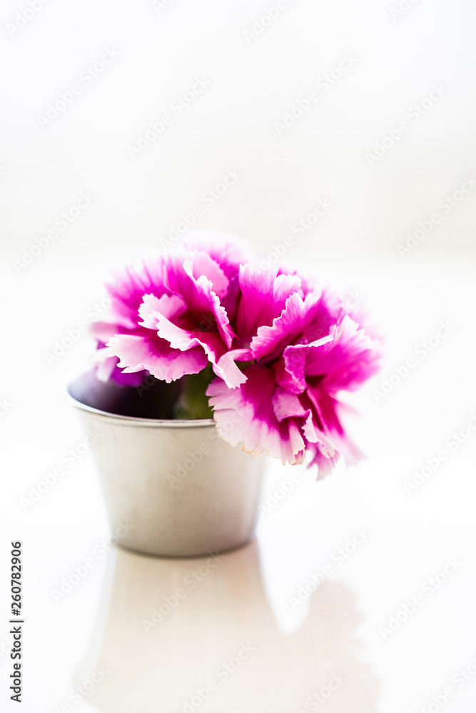 Fuchsia Colored Carnation Flower Fuchsia Colored Carnation Flower