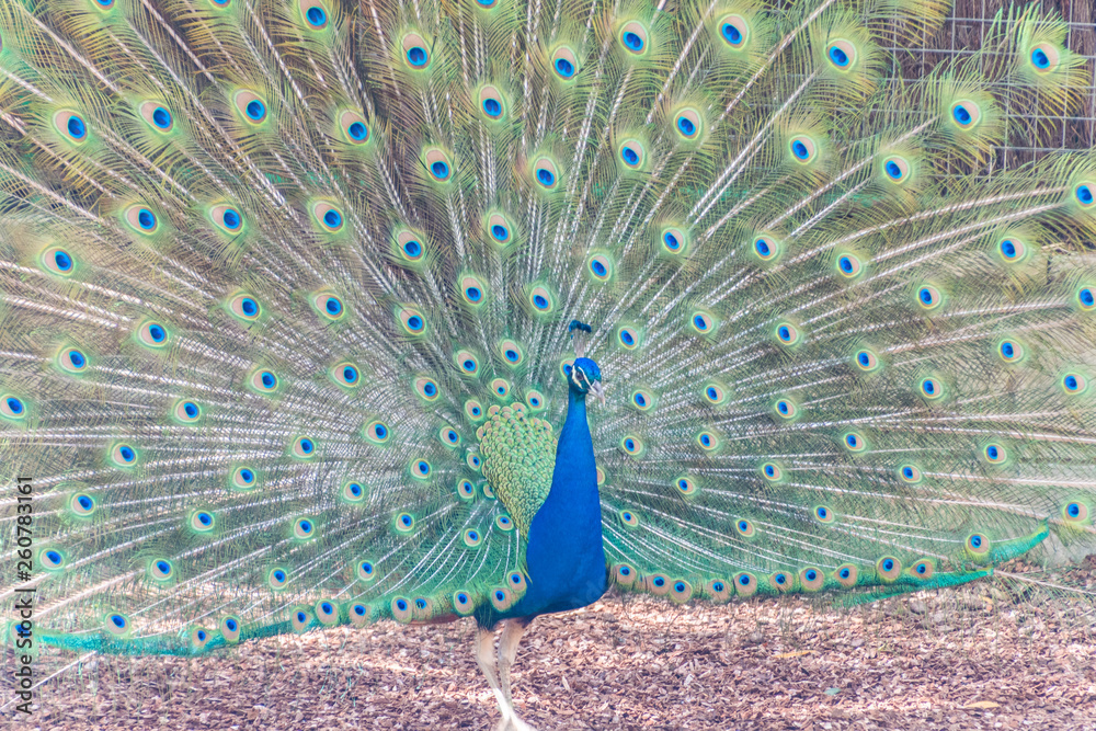 Naklejka premium Pájaros