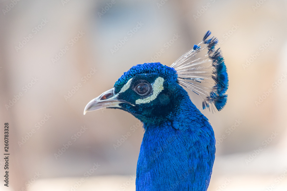 Pájaros Pájaros
