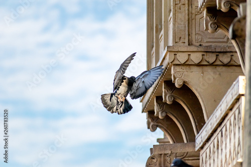 A pigeon bird in flight