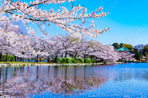 Sticker [東京都] 上野公園の不忍池と桜 (No.9058)