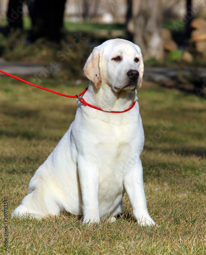 yellow labrador in the park