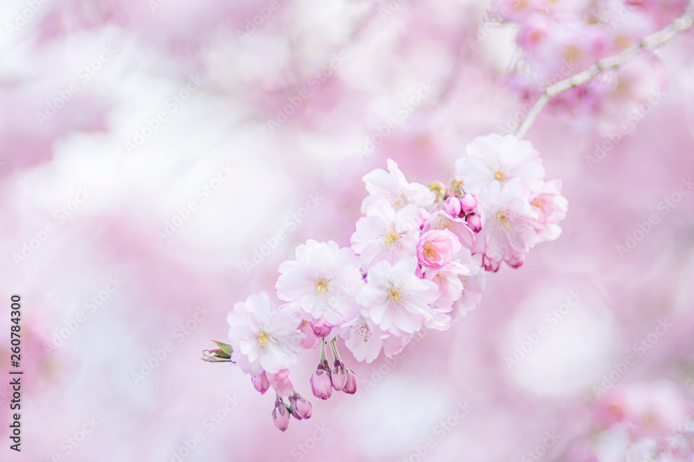 Zierkirsche, Blüten, romantisch, Hintergrund Zierkirsche, Blüten, romantisch, Hintergrund