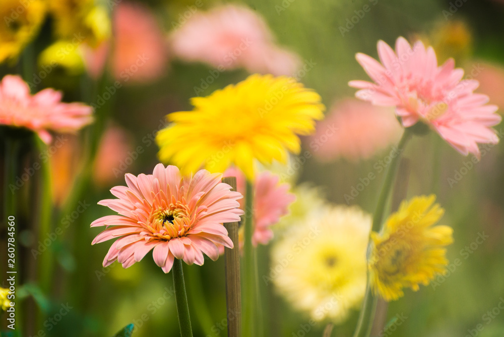 Beautiful gerbera flower blooming in garden.flower wedding decoration.selective focus Beautiful gerbera flower blooming in garden.flower wedding decoration.selective focus