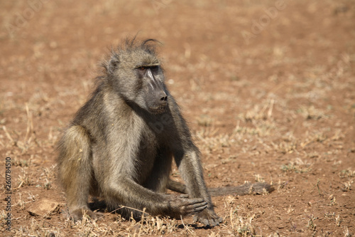 B  renpavian   Chacma Baboon   Papio ursinus.