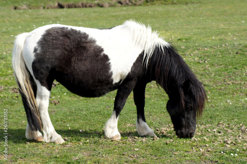 Shetland Pony grast auf der grünen Sommerwiese