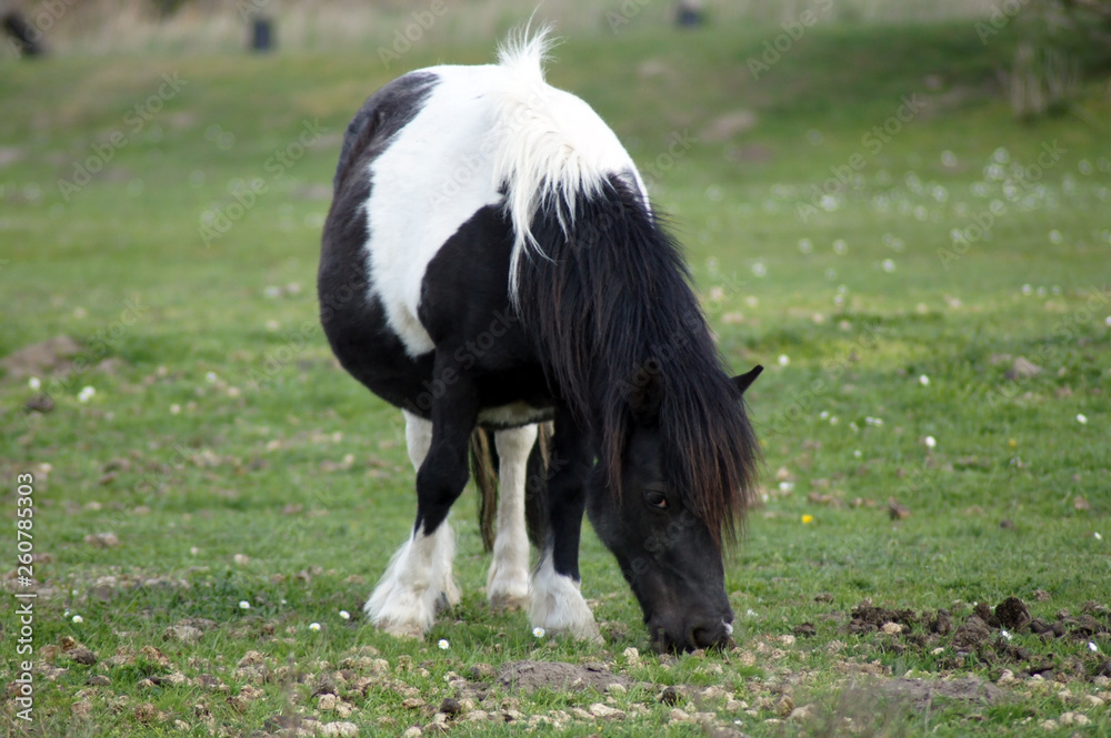 Fototapeta premium Shetland Pony grast auf der grünen Sommerwiese