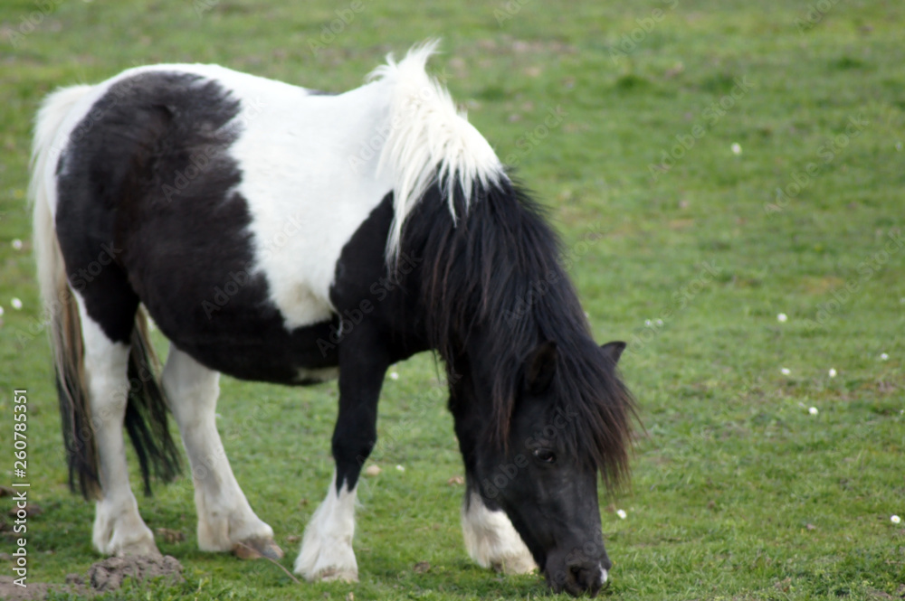 Shetland Pony grast auf der grünen Sommerwiese Shetland Pony grast auf der grünen Sommerwiese