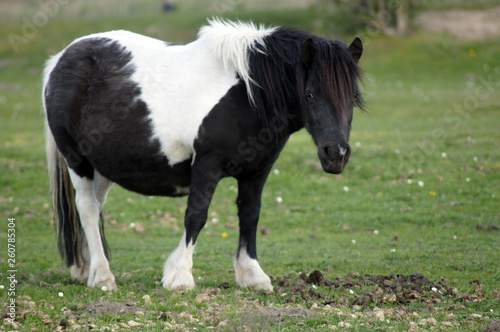 Shetland Pony grast auf der grünen Sommerwiese
