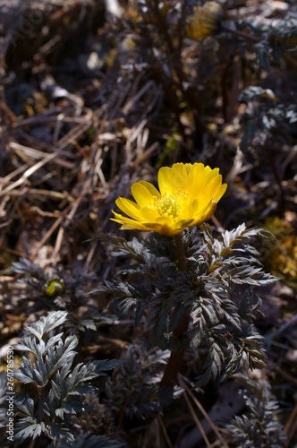 Far East Amur adonis photo