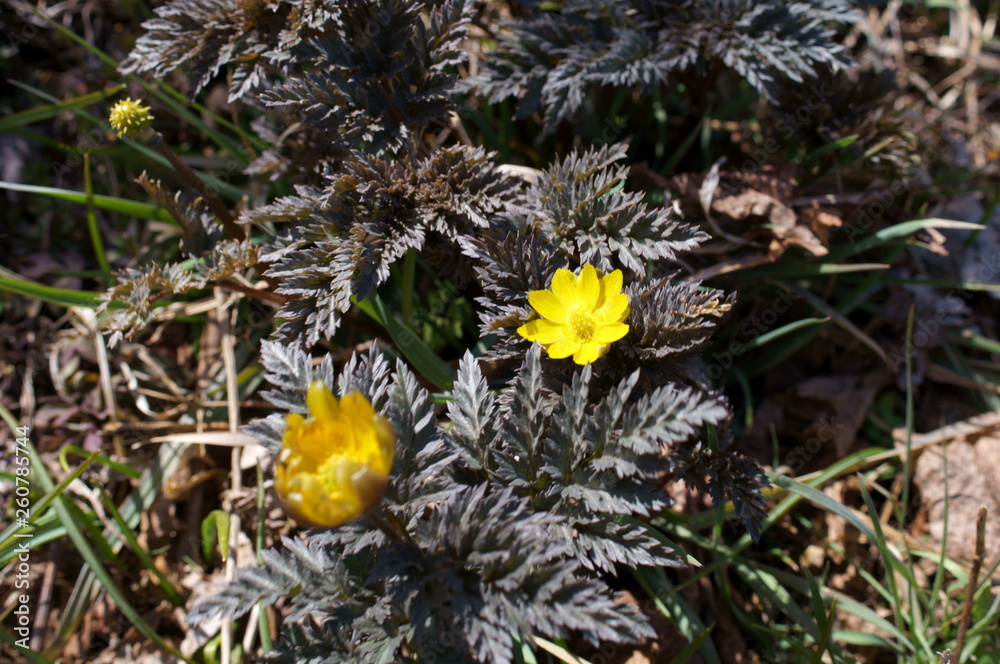 Far East Amur adonis Far East Amur adonis