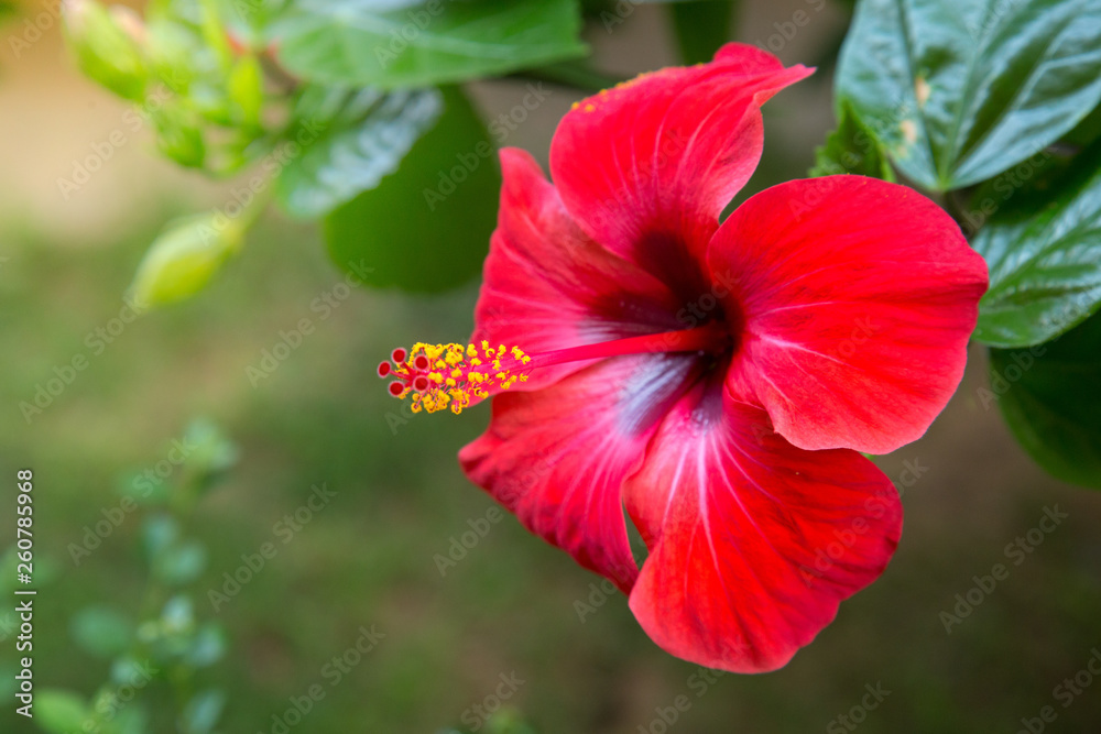 Red hibiscus flower on a green background. In the tropical garden. Red hibiscus flower on a green background. In the tropical garden.