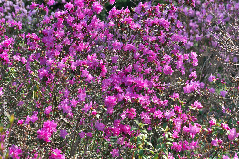 Fototapeta premium Pink rhododendrons bloom