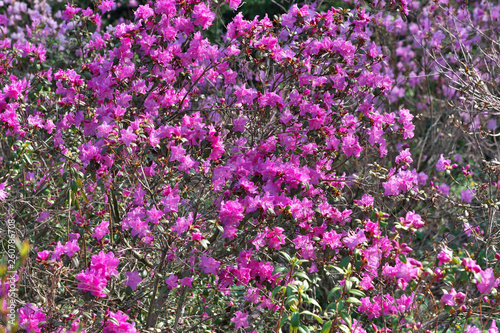 Pink rhododendrons bloom