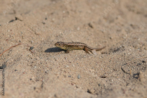 little lizard on the sand