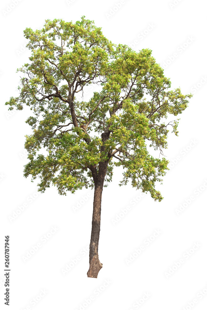 Obraz premium Isolated tree on white background