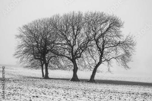 Fotografie Winter trees in snow