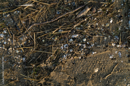 Strandgut in Duhnen, Cuxhaven
