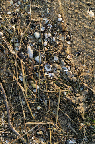 Strandgut Nordsee mit Muscheln