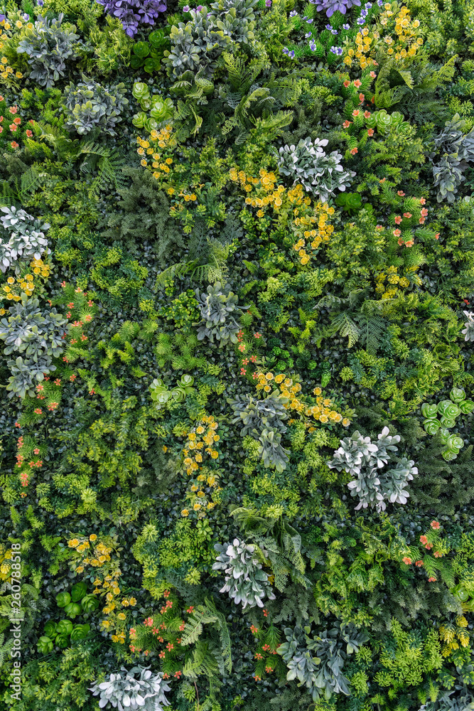 Vertical gardening, vegetative background from different sorts of moss and stonecrops Vertical gardening, vegetative background from different sorts of moss and stonecrops
