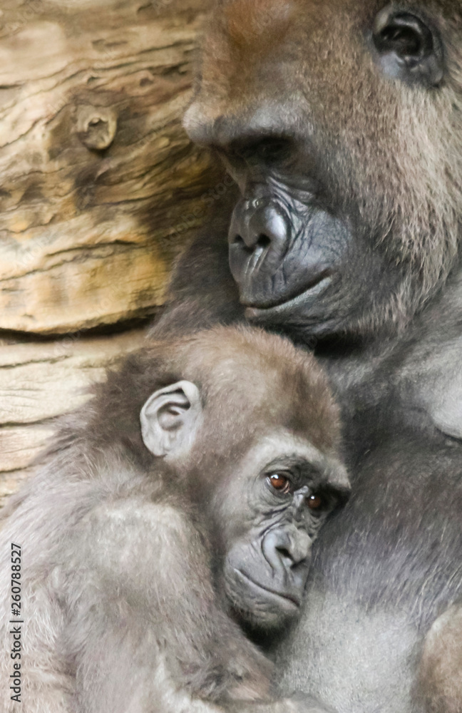 A Baby Gorilla Holds Fast to Its Mother