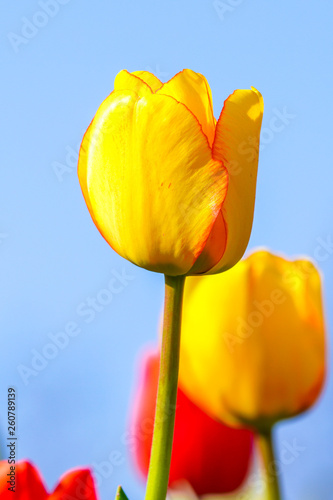 Bunte Tulpen im Fr  hling
