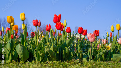 Fototapeta Naklejka Na Ścianę i Meble -  Bunte Tulpen im Frühling