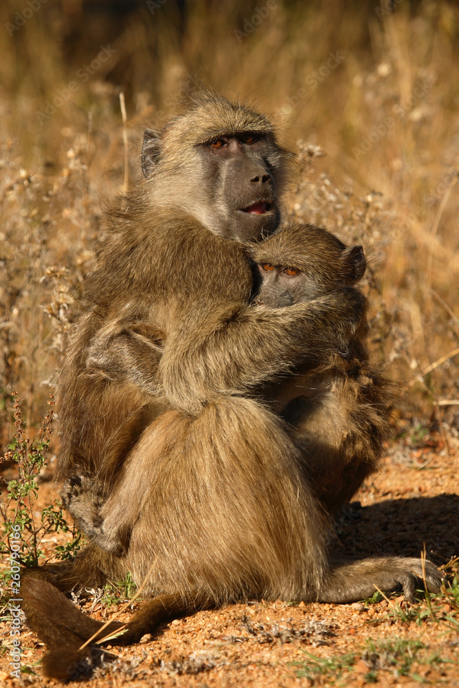 Bärenpavian / Chacma Baboon / Papio ursinus.