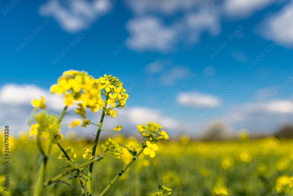 Obraz premium Ripened rapeseed on a field in western Germany, in the background a blue sky with white clouds.