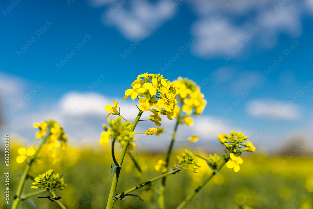 Ripened rapeseed on a field in western Germany, in the background a blue sky with white clouds. Ripened rapeseed on a field in western Germany, in the background a blue sky with white clouds.