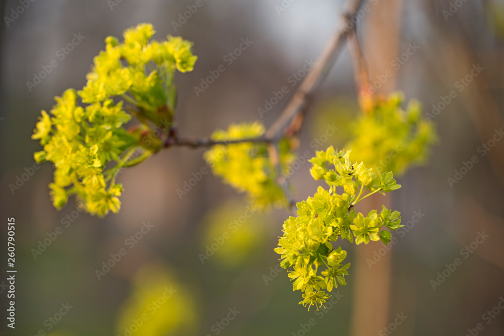 Branches of spring flowers of the Norway Maple. Blooming Norway Maple, Acer platanoides, flowers with blurred background macro Branches of spring flowers of the Norway Maple. Blooming Norway Maple, Acer platanoides, flowers with blurred background macro