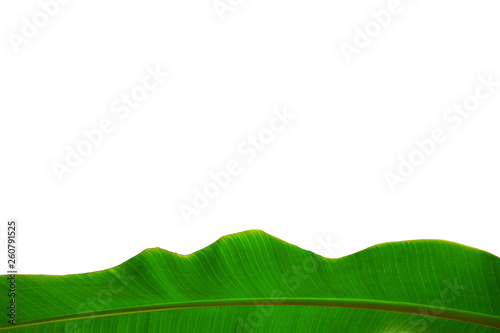 Summer mood concept. Tropical background with bunch of banana palm tree leaves with copy space for text. Striped leaf texture. Flat lay  top view  close up  isolated.