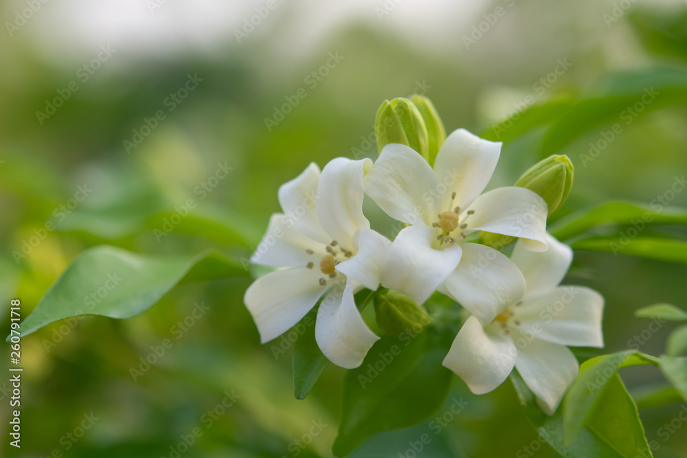 White flower in the natural background beautiful.Orange jasmine White flower in the natural background beautiful.Orange jasmine