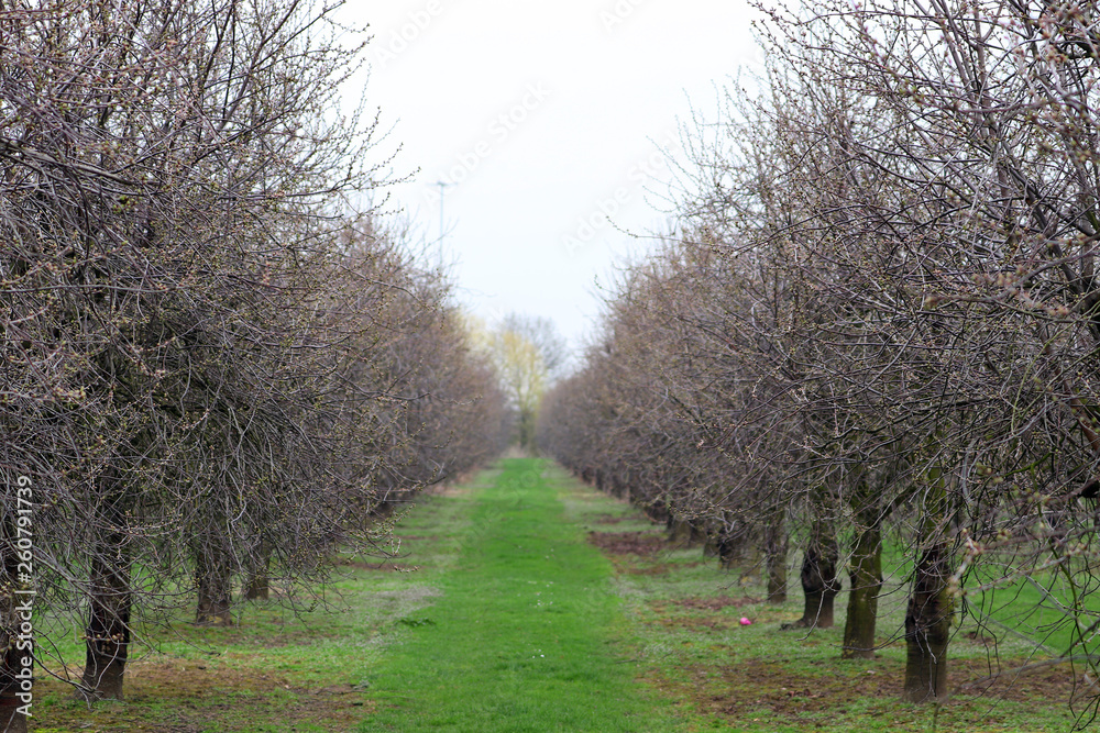 Obraz premium Des arbres fruitiers nu