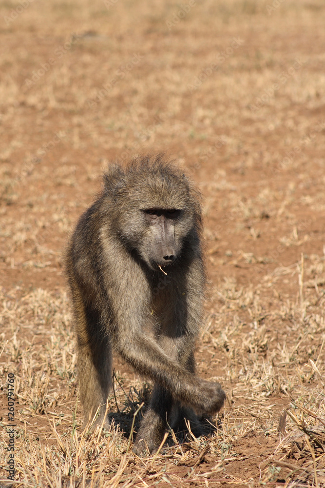Bärenpavian / Chacma Baboon / Papio ursinus. Bärenpavian / Chacma Baboon / Papio ursinus.