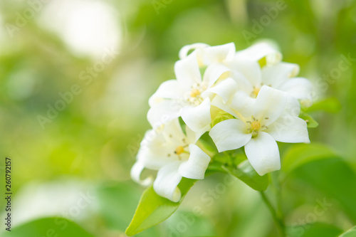  White flower in the natural background beautiful.Orange jasmine
