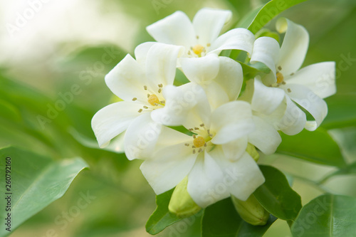 Fototapeta Naklejka Na Ścianę i Meble -   White flower in the natural background beautiful.Orange jasmine